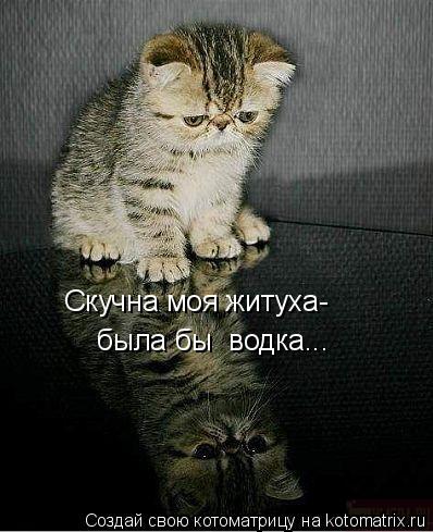 Котоматрица: Скучна моя житуха- была бы  водка...