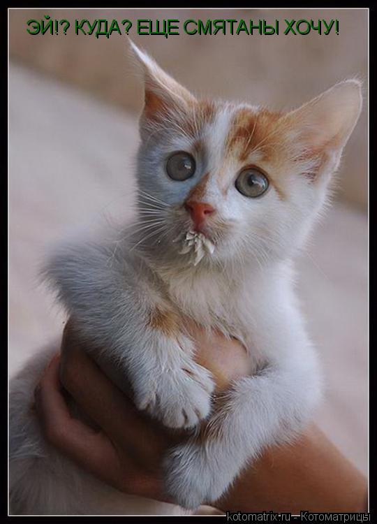 ЭЙ!? КУДА? ЕЩЕ СМЯТАНЫ ХОЧУ!... Котоматрица: ЭЙ!? КУДА? ЕЩЕ СМЯТАНЫ ХОЧУ!
