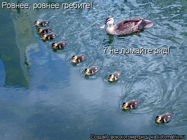 Котоматрица: Ровнее, ровнее гребите! №7 не ломайте ряд!