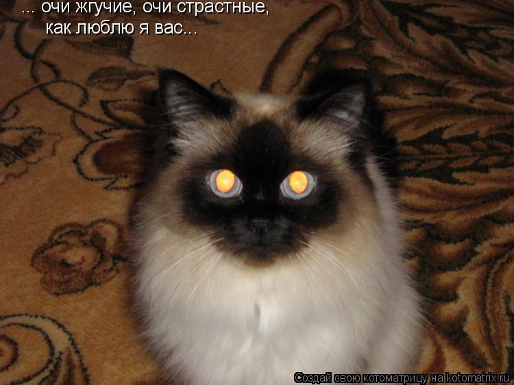 Котоматрица: как люблю я вас... ... очи жгучие, очи страстные,