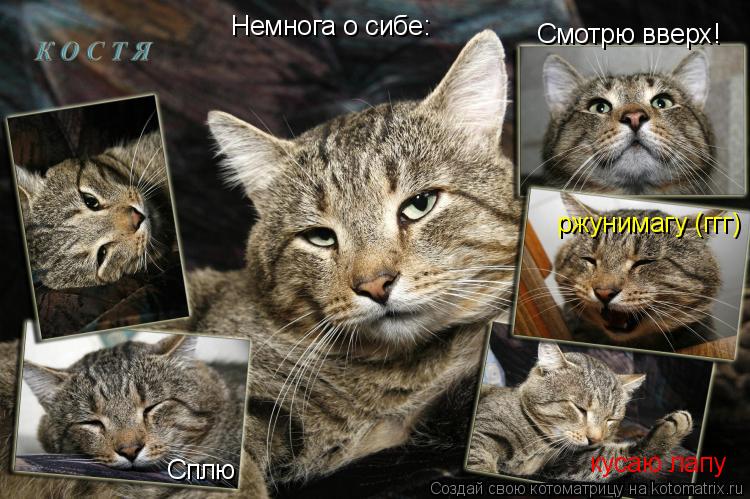 Котоматрица: Немнога о сибе: Смотрю вверх! ржунимагу (ггг) кусаю лапу Сплю