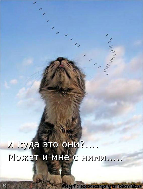 Котоматрица: И куда это они?.... Может и мне с ними.....