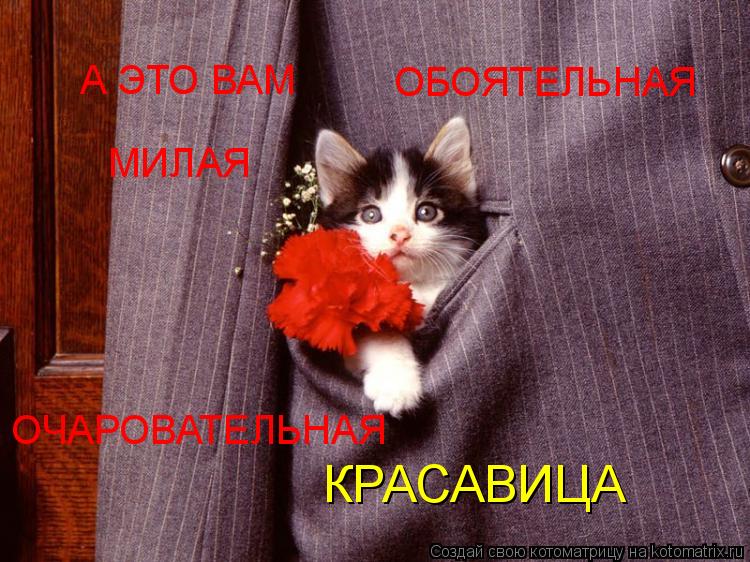 Котоматрица: А ЭТО ВАМ МИЛАЯ ОБОЯТЕЛЬНАЯ ОЧАРОВАТЕЛЬНАЯ КРАСАВИЦА