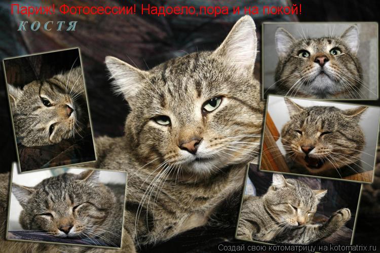 Котоматрица: Париж! Фотосессии! Надоело,пора и на покой!