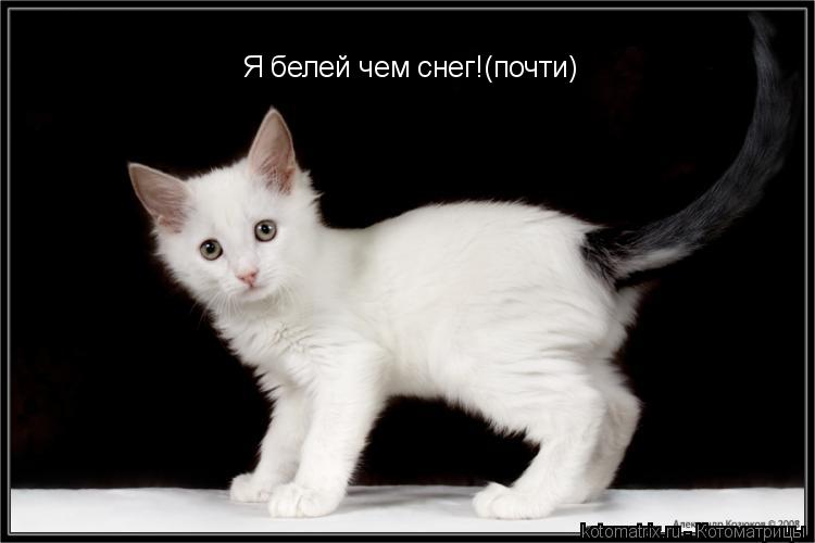 Я белей чем снег!(почти)... Котоматрица: Я белей чем снег!(почти)