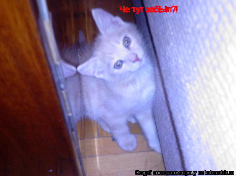Котоматрица: Че тут забЫл?! Че тут забЫл?! Че тут забЫл?!