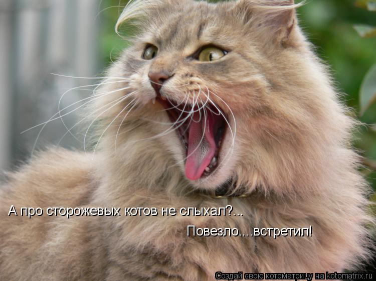 Котоматрица: А про сторожевых котов не слыхал?... Повезло....встретил!