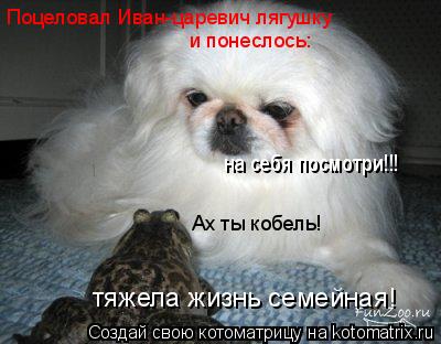 Котоматрица: Поцеловал Иван-царевич лягушку тяжела жизнь семейная! и понеслось: Ах ты кобель! на себя посмотри!!!