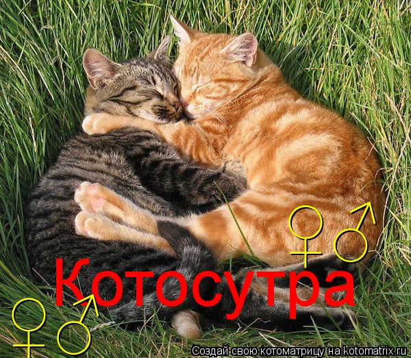 Котосутра ♀♂ ♀♂... Котоматрица: Котосутра ♀♂ ♀♂