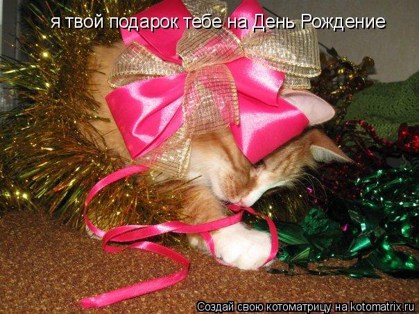Котоматрица: я твой подарок тебе на День Рождение я твой подарок тебе на День Рождение