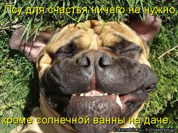Котоматрица: Псу для счастья ничего не нужно, кроме солнечной ванны на даче...