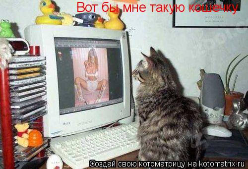 Котоматрица: Вот бы мне такую кошечку