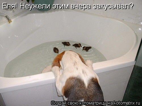 Бля! Неужели этим вчера закусывал?... Котоматрица: Бля! Неужели этим вчера закусывал?