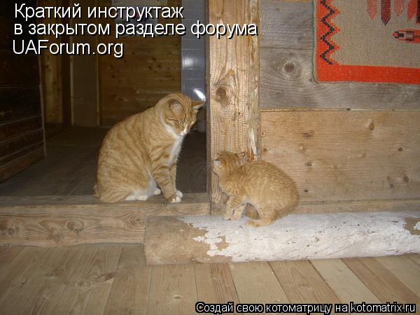Котоматрица: Краткий инструктаж в закрытом разделе форума Краткий инструктаж  в закрытом разделе форума UAForum.org