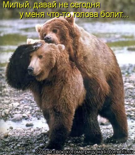 Котоматрица: Милый, давай не сегодня у меня что-то голова болит...