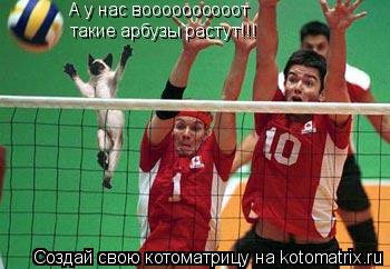 А у нас воооооооооот такие арбузы растут!!!... Котоматрица: А у нас воооооооооот такие арбузы растут!!!