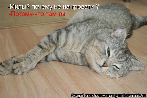 Котоматрица: -Милый почему не на кровати ? -Потому-что там ты !