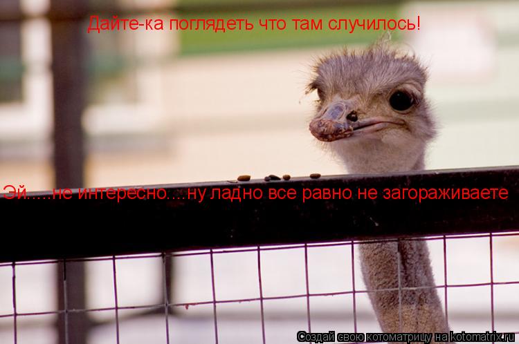 Дайте-ка поглядеть что там случилось! Эй.....не интересно....ну ладно все равно не загораживаете... Котоматрица: Дайте-ка поглядеть что там случилось! Эй.....не интересно....ну ладно все равно не загораживаете