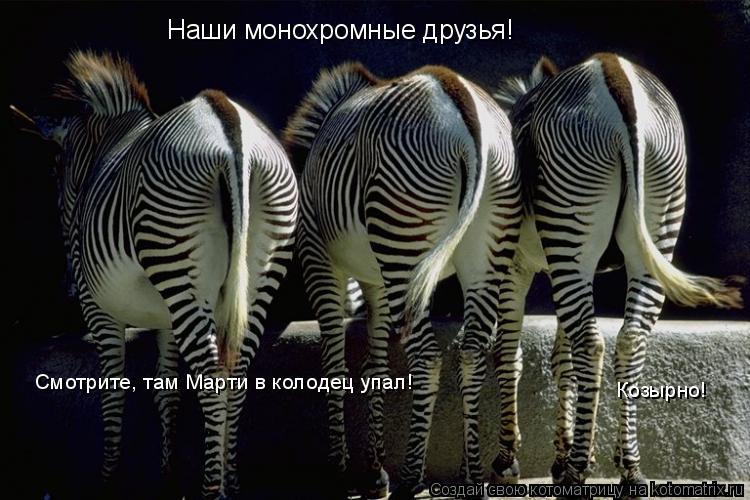 Котоматрица: Наши монохромные друзья! Козырно! Смотрите, там Марти в колодец упал!