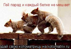 Гей парад и каждый белке не мешает... Котоматрица: Гей парад и каждый белке не мешает