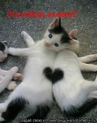Котоматрица: Эта любовь на века!!!