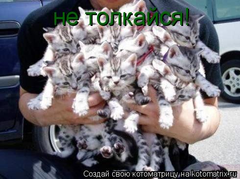 Котоматрица: не толкайся!