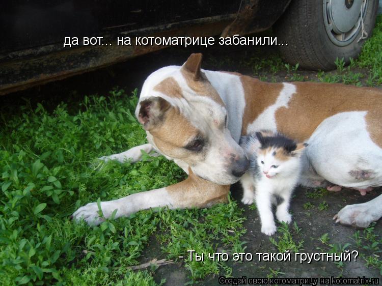 Котоматрица: - Ты что это такой грустный? да вот... на котоматрице забанили...