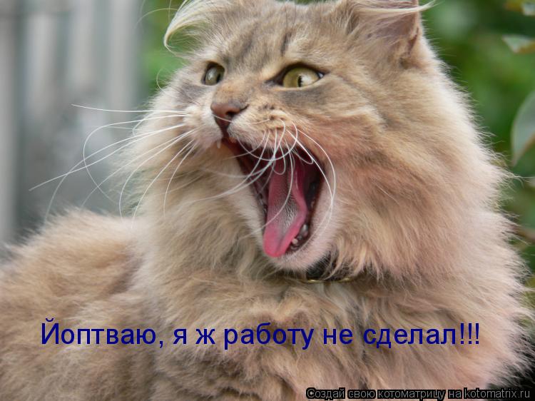 Котоматрица: Йоптваю, я ж работу не сделал!!!