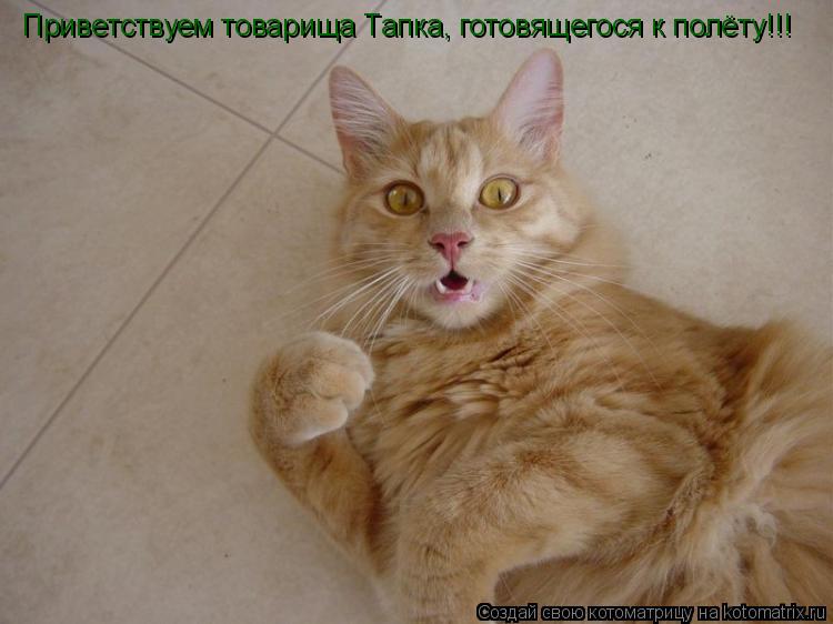 Котоматрица: Приветствуем товарища Тапка, готовящегося к полёту!!! Приветствуем товарища Тапка, готовящегося к полёту!!!