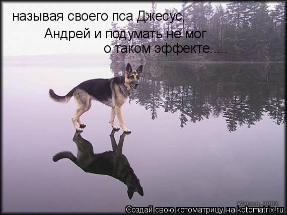 Котоматрица: называя своего пса Джесус, Андрей и подумать не мог  о таком эффекте.....