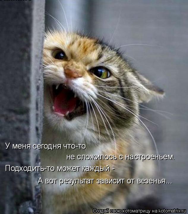 Котоматрица: У меня сегодня что-то не сложилось с настроеньем. Подходить-то может каждый - А вот результат зависит от везенья...