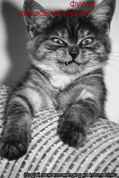 Котоматрица: фууууу колбаса протухлая!