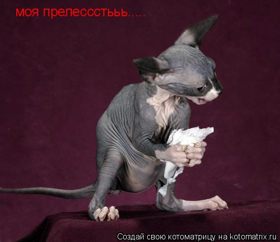 Котоматрица: моя прелессстььь.....