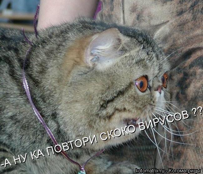 Котоматрица: -А НУ КА ПОВТОРИ СКОКО ВИРУСОВ ??????