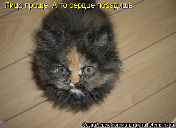 Лицо проще. А то сердце посадишь... Котоматрица: Лицо проще. А то сердце посадишь