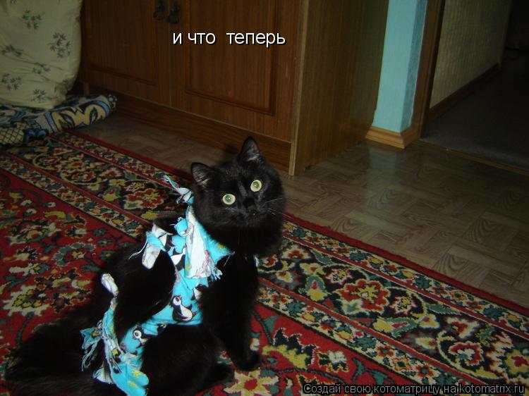 Котоматрица: и что  теперь