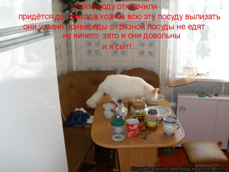 Котоматрица: придётся до прихода хозяев всю эту посуду вылизать  они у меня привереды с грязной посуды не едят Опять воду отключили  ну ничего, зато и они