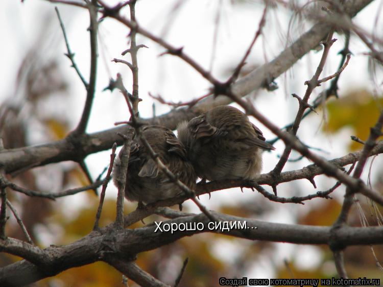 Хорошо сидим... Хорошо сидим...... Котоматрица: Хорошо сидим... Хорошо сидим...
