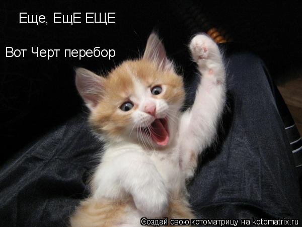 Котоматрица: Еще, ЕщЕ ЕЩЕ Еще, ЕщЕ ЕЩЕ  Вот Черт перебор