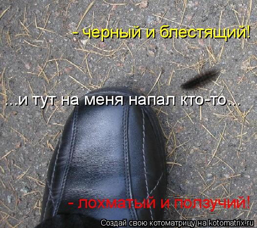 ...и тут на меня напал кто-то... - черный и блестящий! - лохматый и ползучий!... Котоматрица: ...и тут на меня напал кто-то... - черный и блестящий! - лохматый и ползучий!