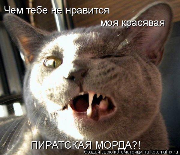 Котоматрица: Чем тебе не нравится моя красявая ПИРАТСКАЯ МОРДА?!