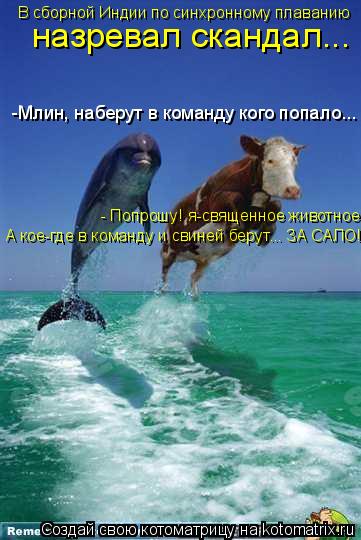 Котоматрица: В сборной Индии по синхронному плаванию назревал скандал... - Попрошу! я-священное животное! А кое-где в команду и свиней берут... ЗА САЛО!!! -Мл