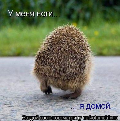 Котоматрица: У меня ноги... ... я домой.