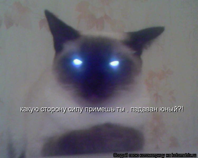 Котоматрица: какую сторону силу примешь ты , падаван юный?!