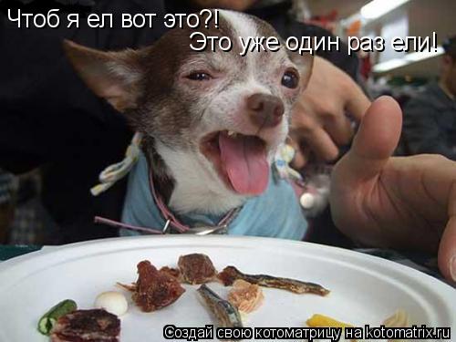 Чтоб я ел вот это?! Это уже один раз ели!... Котоматрица: Чтоб я ел вот это?! Это уже один раз ели!