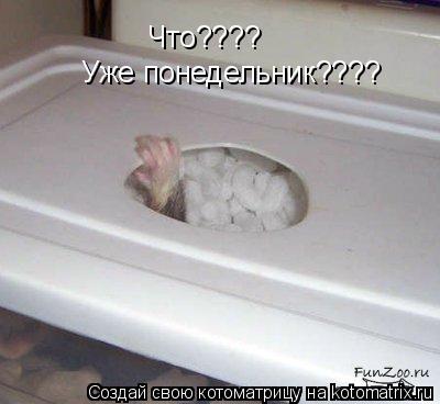 Котоматрица: Что???? Уже понедельник????