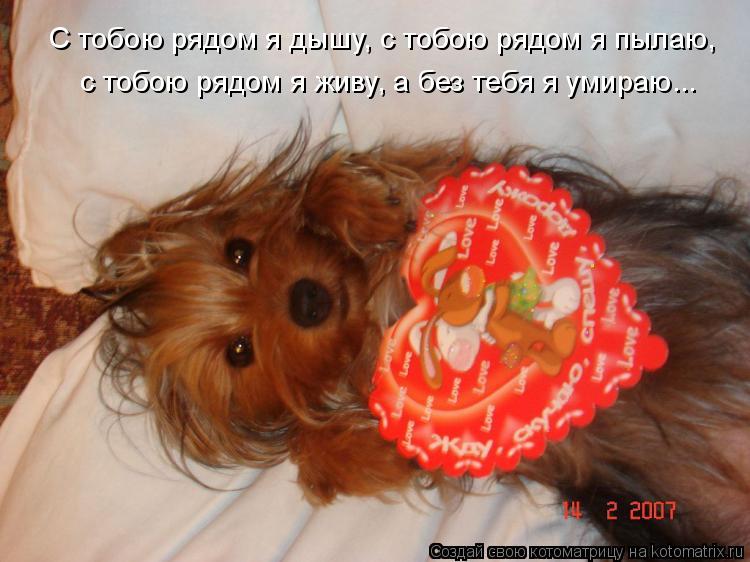 Котоматрица: С тобою рядом я дышу, с тобою рядом я пылаю, с тобою рядом я живу, а без тебя я умираю...