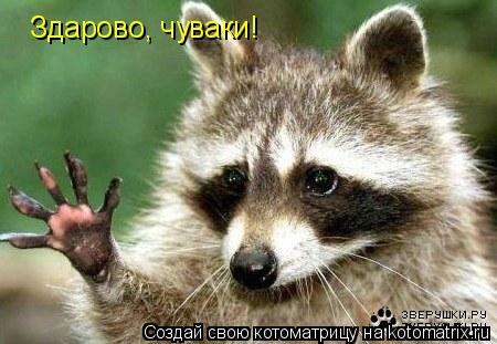 Котоматрица: Здарово, чуваки!