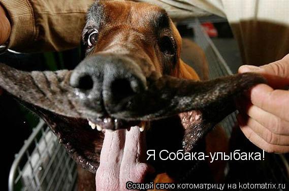 Котоматрица: Я Собака-улыбака!