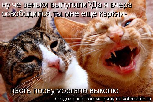 Котоматрица: ну че зеньки вылупили?Да я вчера освободился,ты мне еще каркни- пасть порву,моргало выколю.